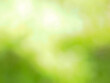 © Duangjan - Abstract green natural blurred background and sunlight.