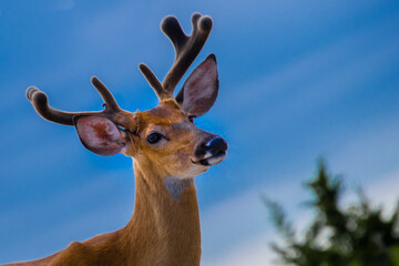 Wall Mural - head shot of a white tailed deer buck with blue sky in the background