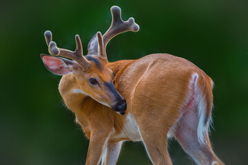 Wall Mural - a young male white-tailed deer (buck) with beautiful antlers under the sunlight turned his head with