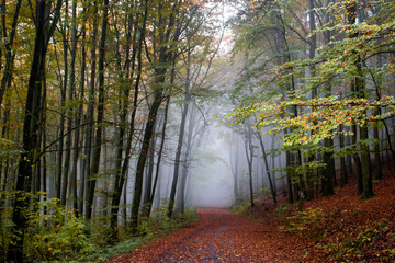 Kasse, germany,Autumn forest / Alemania 