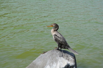 bird on the water