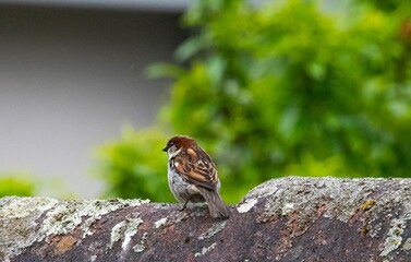 little sparrow standing on the rooftop of a small house during springtime