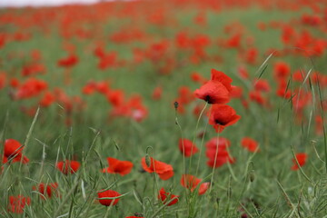 Wall Mural - Field of red Poppy Flowers in Summer