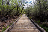 Fototapeta  - curved boardwalk in a marshland on a cloudy, overcast day in the pacific northwest