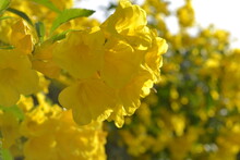 Inflorescence Of Yellow Trumpet Flowers Blooming With Blur Green Leaves And Blue Sky Background.