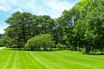 Wall Mural - scenic of green landscape, public outdoor park for leisure and picnic. beautiful greenery environmen