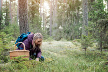 Woman In Casual Warm Clothes In Her 30s Picking Edible Mushrooms In The Forest During Sunset In Sweden. 