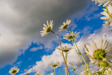 Wall Mural - Field daisies