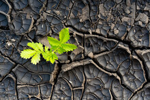 Drought, Cracked Black Soil, Natural Background