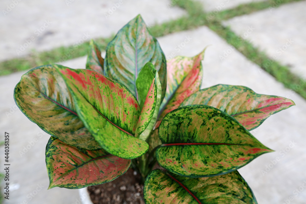 Aglaonema heng heng, aglaonema which has a leaf color