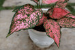 Aglaonema Lady Valentine, one of the most popular Anglaonema because of the attractive pink color of the leaves.