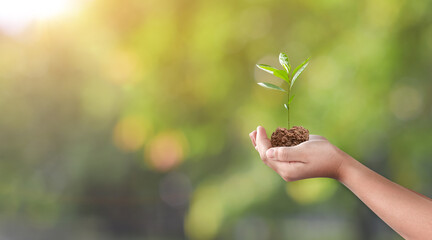 Canvas Print - hand holding young plant on green nature background. beginning of a new life. environment and ecolog