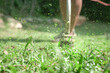 Grass cutting. Man using grass trimmer to mow lawn. Defocused. Machine in motion and grass particles in the air.