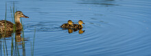 Mother Mallard Duck With Two Small Ducklings Swimming In A Blue Pond With Green Reeds
