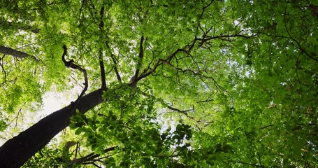 Wall Mural - Tree in the forest and shining sun