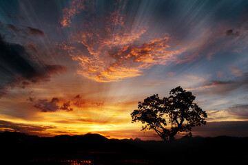 Wall Mural - Rural landscape with rice field on sunset,Dramatic sunset background