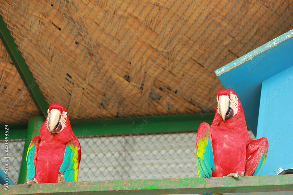 Photo inspiration: Visual Reference: Two Red Scarlet Macaw Sitting Inside Cage Bar And Watching