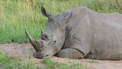 Sticker - Close-up view of an endangered white rhinoceros (Ceratotherium simum) resting, South Africa