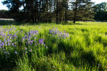 Meadow in Kalety in Poland with a large-scale blooming Siberian iris and blue tiger.