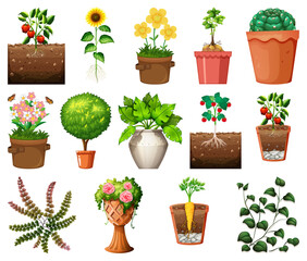 Wall Mural - Set of different plants in pots isolated on white background