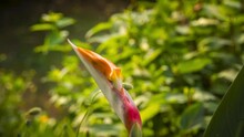 Time Lapse Film Of The Flower Of A Bird Of Paradise Plant (Strelitzia Nicolai`) Opening