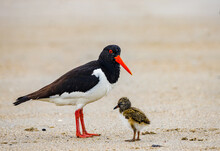 Palaearctic Oystercatcher With Chick On The Sandy Beach Of The Island Of Heligoland. The Chicken Is Only A Few Days Old.