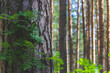 © Сергей Рамильцев - Pine trees in a forest in northern Russia on a sunny summer day. Coniferous forests of the middle latitude. Straight vertical tree trunks.