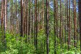 Fototapeta Perspektywa 3d - Pine trees in a forest in northern Russia on a sunny summer day. Coniferous forests of the middle latitude. Straight vertical tree trunks.