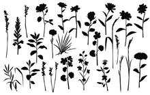 Vector Silhouettes Of Garden And Field Spring Flowers With Leaves, Flowering Plants, Twigs, Floral Designe, Hand Drawing, Black Color, Isolated On A White Background