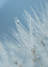 A Dewdrop On A Dandelion On A Blue Background