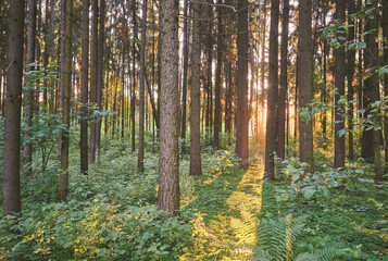 Wall Mural - Forest in morning sunrise light