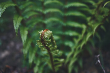 Fern leaves close up. Wild fern in the forest.