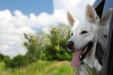 Cute white Swiss Shepherd dog peeking out car window. Space for text