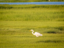 White Heron Standing In The Grass