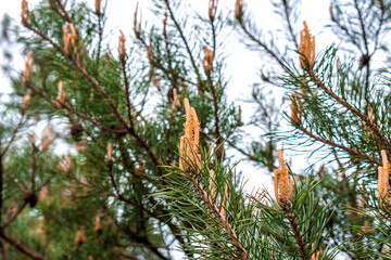 Wall Mural - Fresh pine buds in spring.