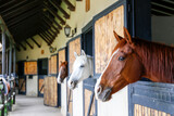 Head of the thoroughbred horse looking over the wooden stable doors. Close up, copy space for text, background.