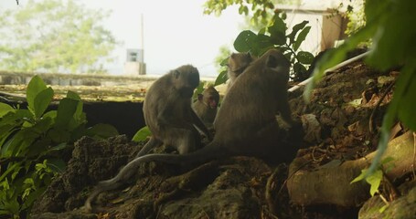monkey family sitting in shadow place under trees. animals in wildlife reserve. long tailed macaque 