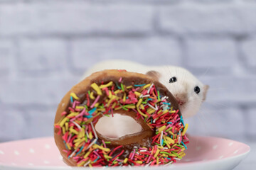 Wall Mural - The white rat sniffs and eats a sweet colorful donut. Not on a diet. Birthday