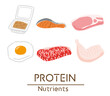 タンパク質を多く含む食品のイラスト