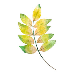 Watercolor of tropical yellow leaf, autumn and nature concept