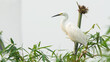 Little egret or small heron in bamboo tree. Little egret with breeding plumage in breeding season