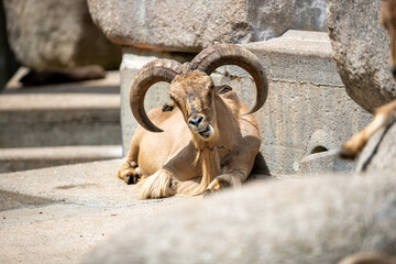 Wall Mural - Selective focus of Alpine ibex (Capra ibex) lying on the stone ground in the zoo