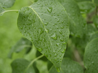 Poster - leaf with drops