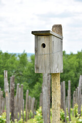 Poster - Wooden birdhouse in a vineyard