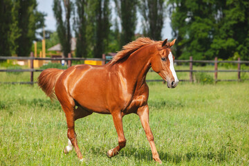 Wall Mural - chestnut russian don horse running free on a green pasture