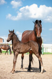 Fototapeta Konie - Bay horse protecting her baby foal in a paddock