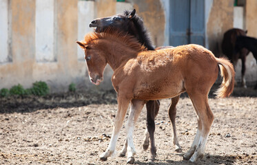 Wall Mural - Two little Orlov trotter foals playing in a paddock on a sunny day