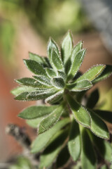 Sticker - Vertical macro shot of echeveria leucotricha plant