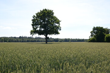 growing barley field on a high summer day