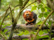 A Golden-headed lion tamarin eating food in the trees at the Apenheul in The Netherlands.